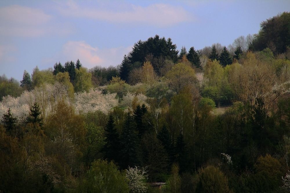 Frühlingserwachen