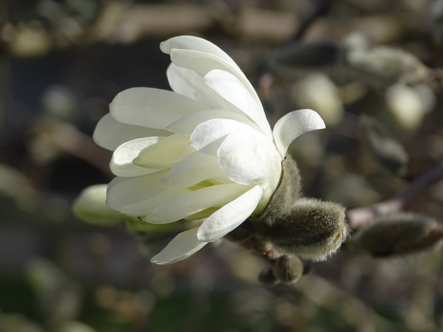 Frühlingserwachen 2