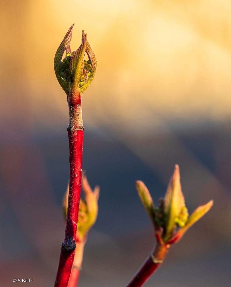 Frühlingserwachen (2)