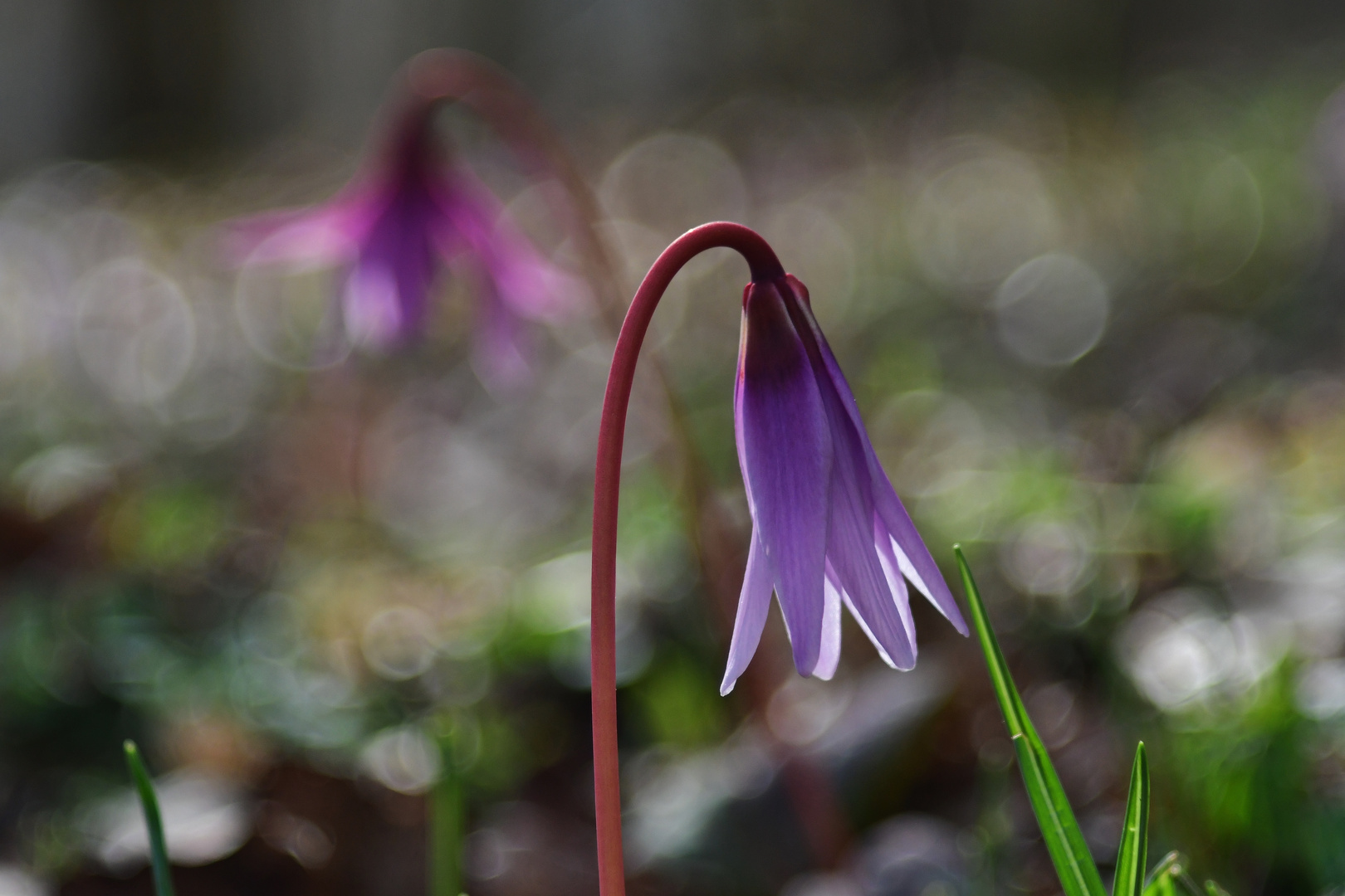 Frühlingserwachen 2