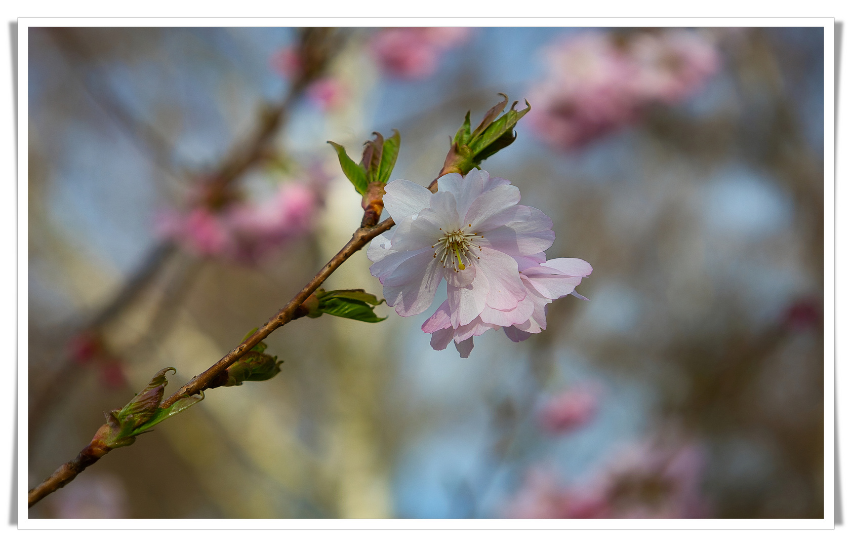 Frühlingserwachen  2