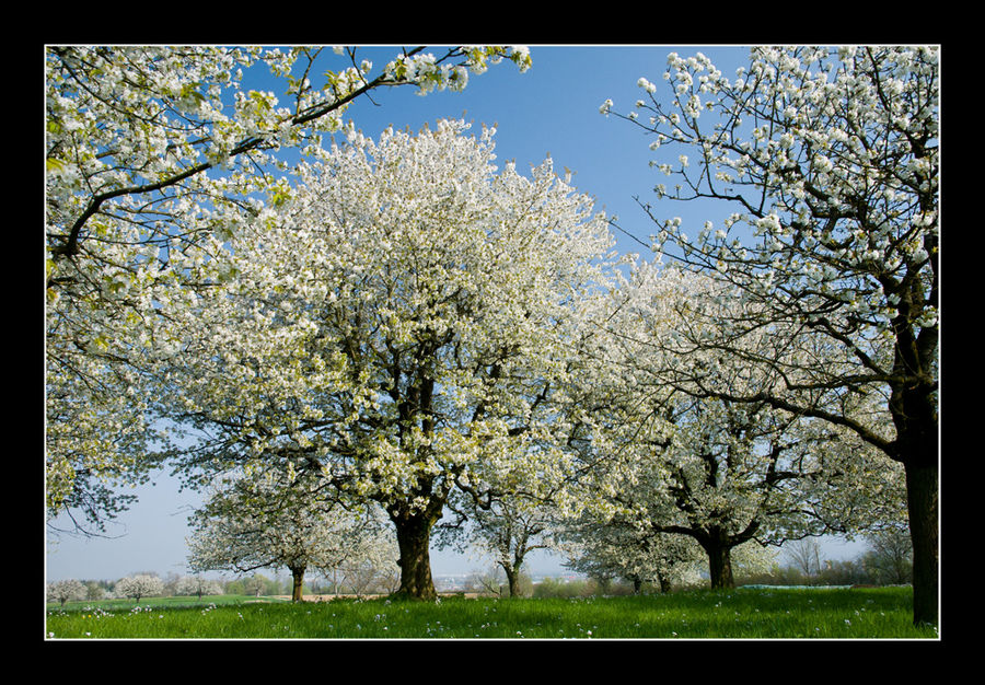 Frühlingserwachen 2