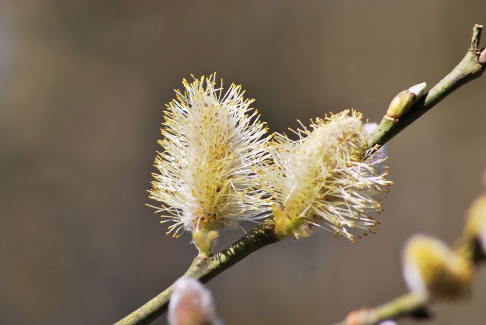 Frühlingserwachen (2)