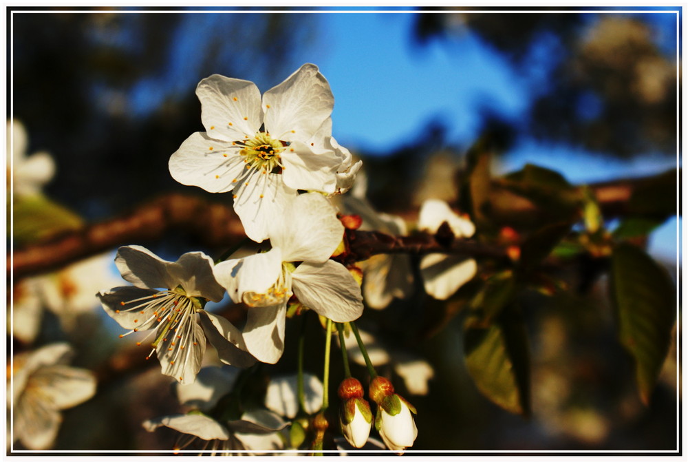 ~Frühlingserwachen 2~