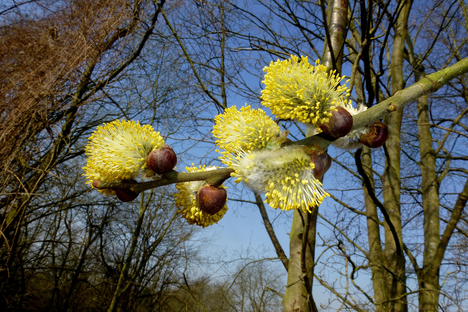 Frühlingserwachen (2)