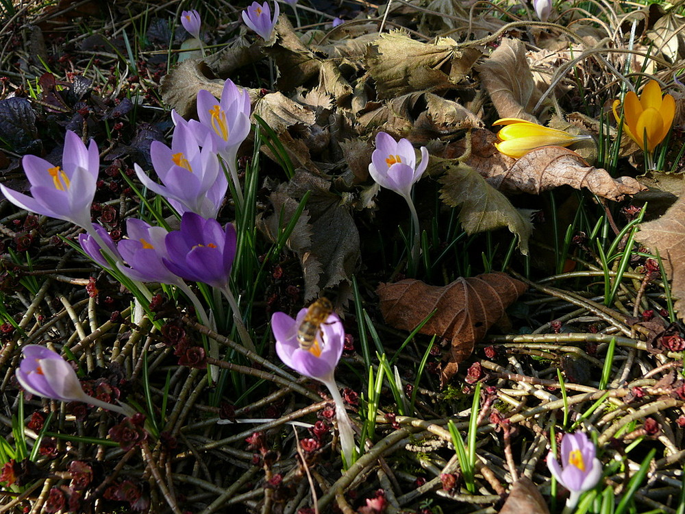 Frühlingserwachen 2008