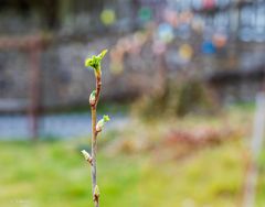 Frühlingserwachen 2024 (3)