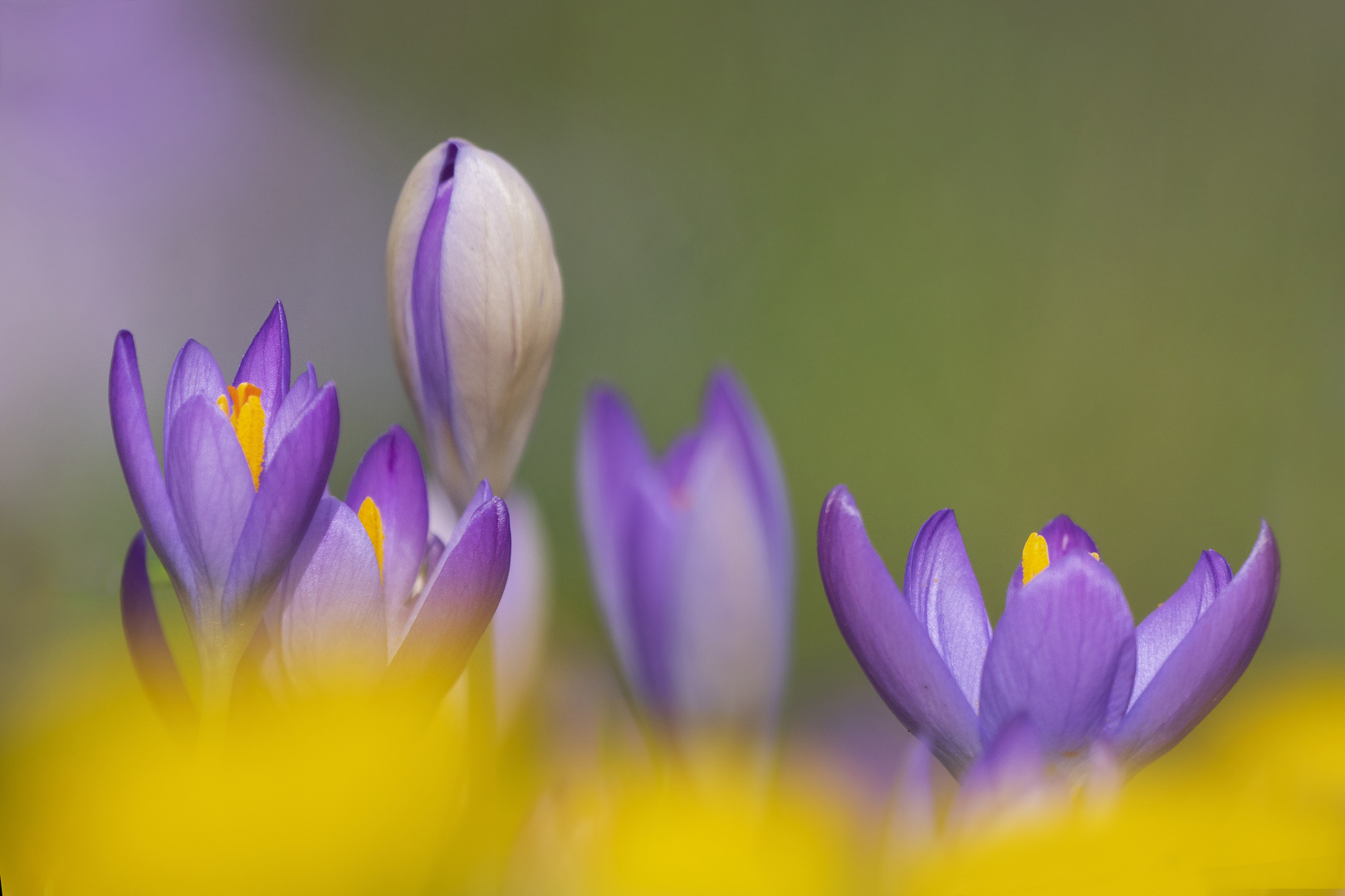 Frühlingserwachen