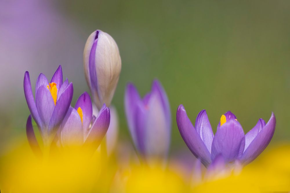 Frühlingserwachen