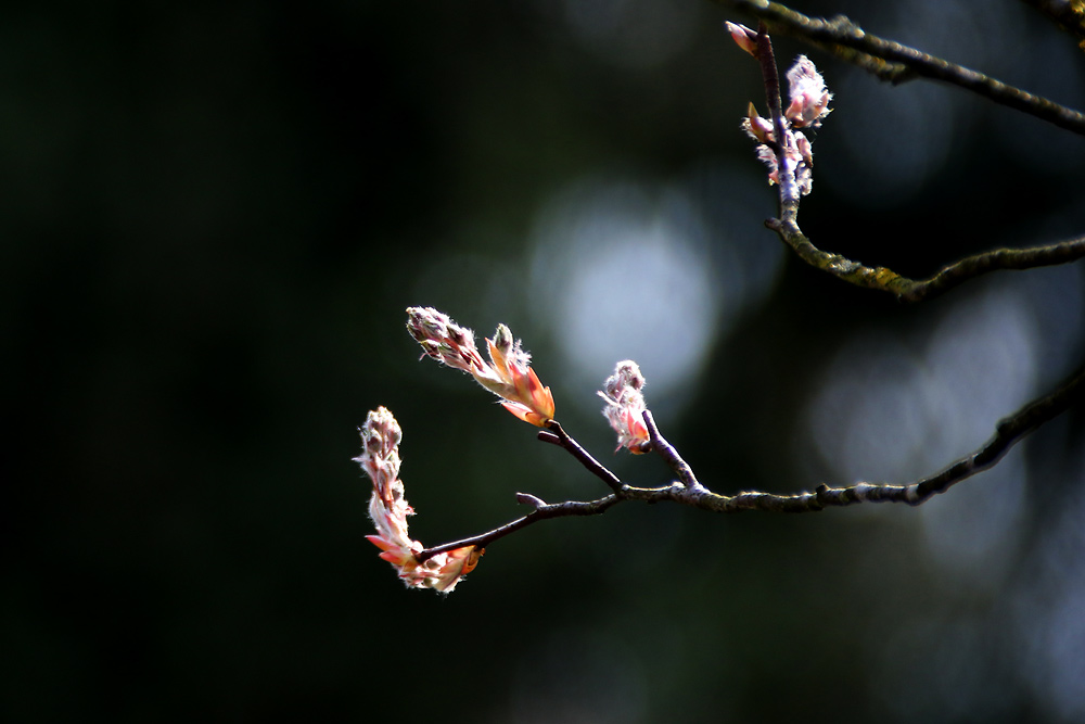 Frühlingserwachen