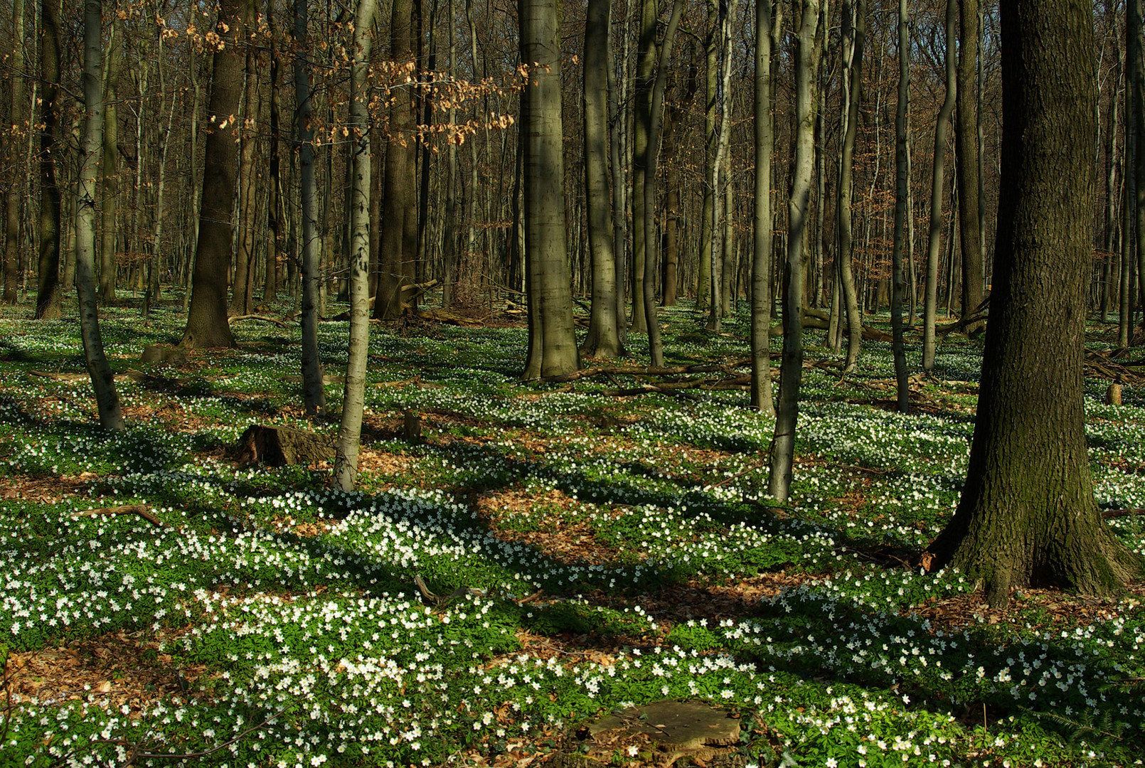 Frühlingserwachen