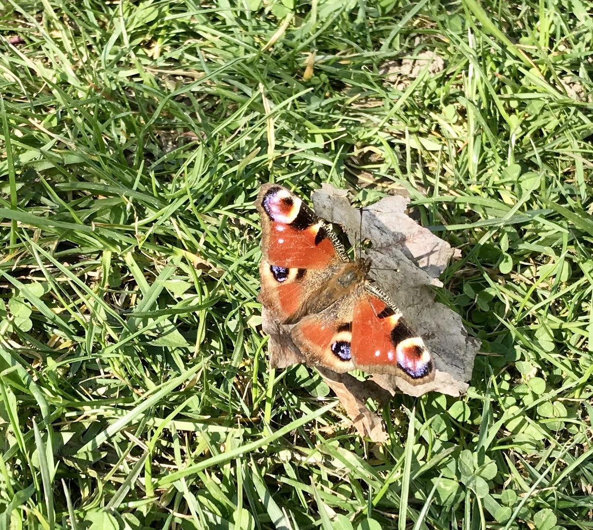 Frühlingserwachen