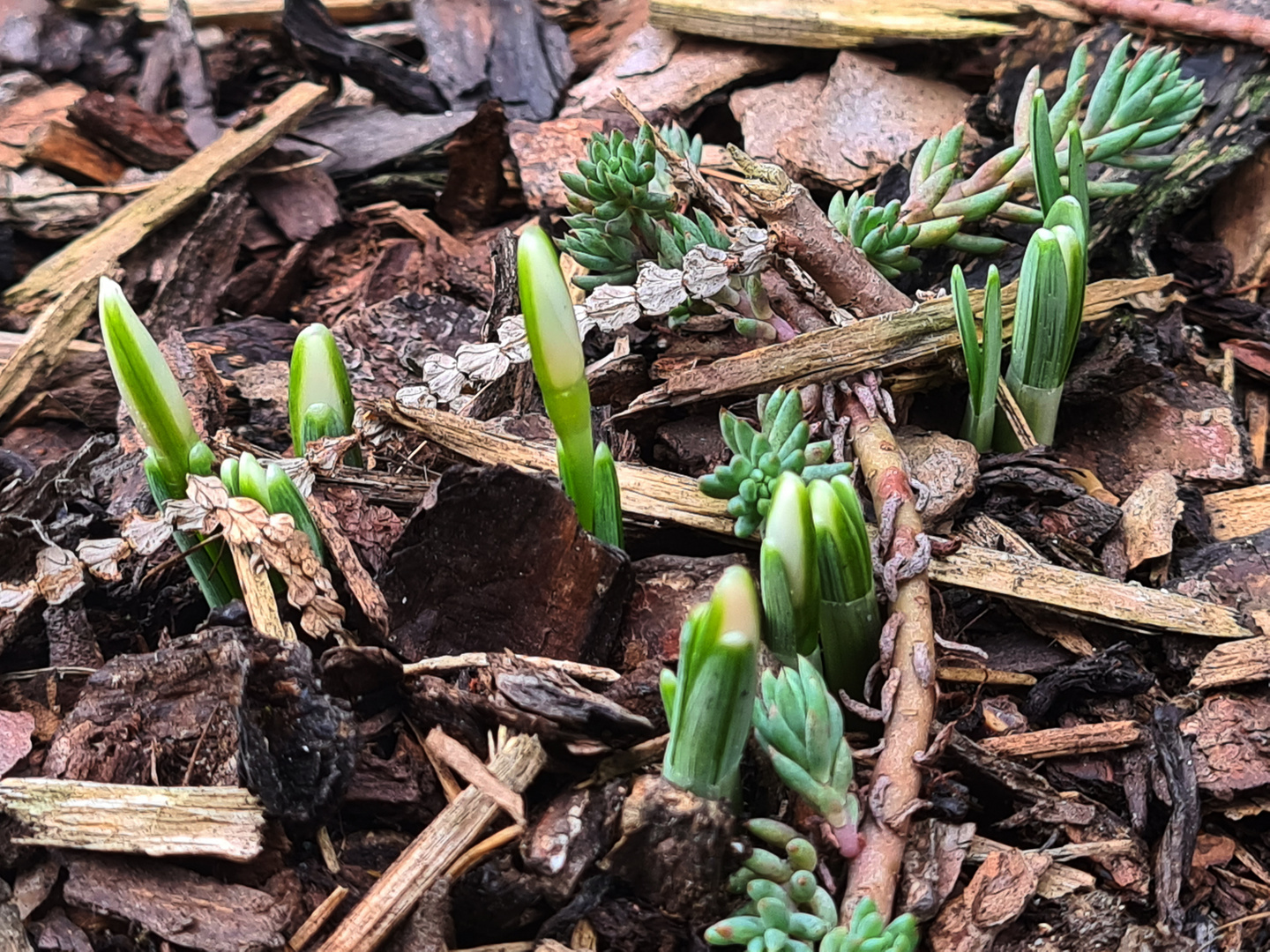 Frühlingserwachen