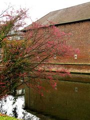 Frühlingserwachen 25.Febr.2008 Wasserschloß Trips NRW Geilenkirchen /Kreis Heinsberg