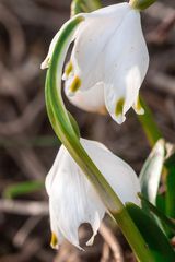 Frühlingserwachen