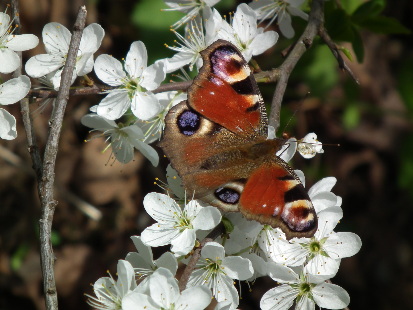 Frühlingserwachen