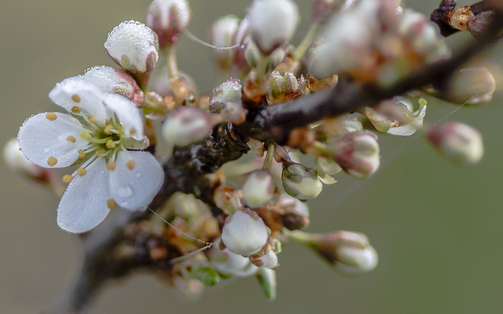 Frühlingserwachen 