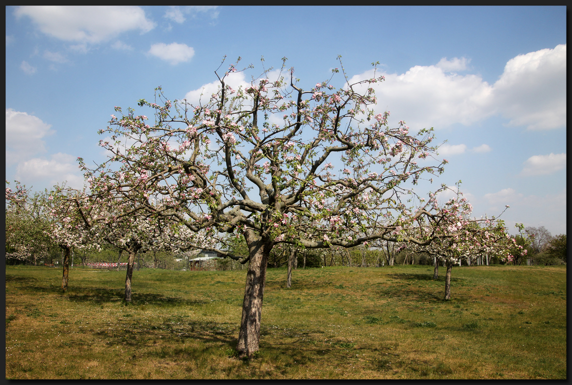 ...FrühlingsErwachen...