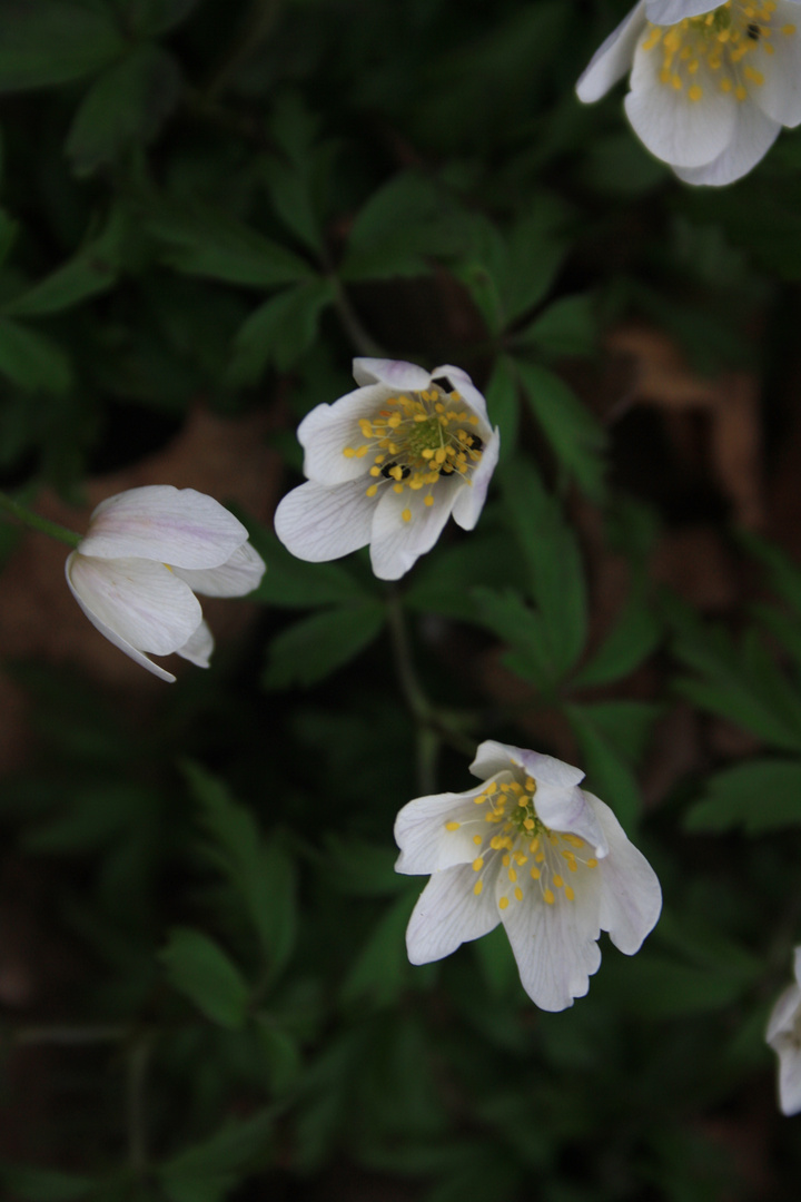 Frühlingserwachen