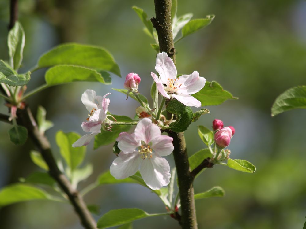 Frühlingserwachen