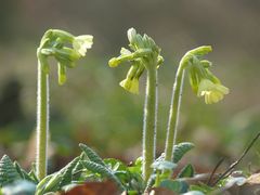 Frühlingserwachen