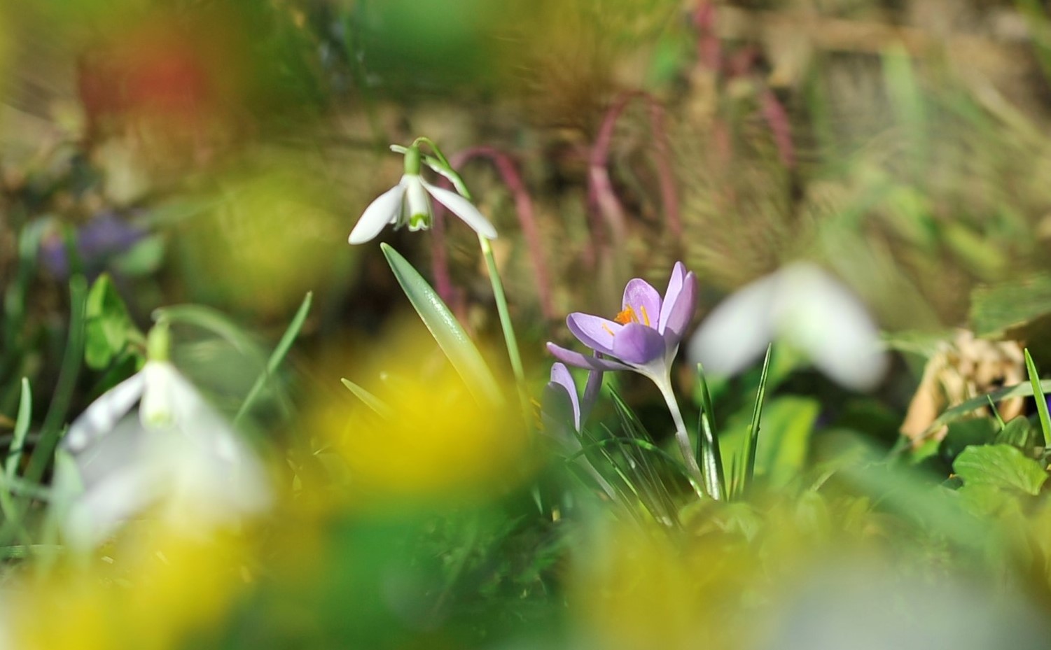 Frühlingserwachen