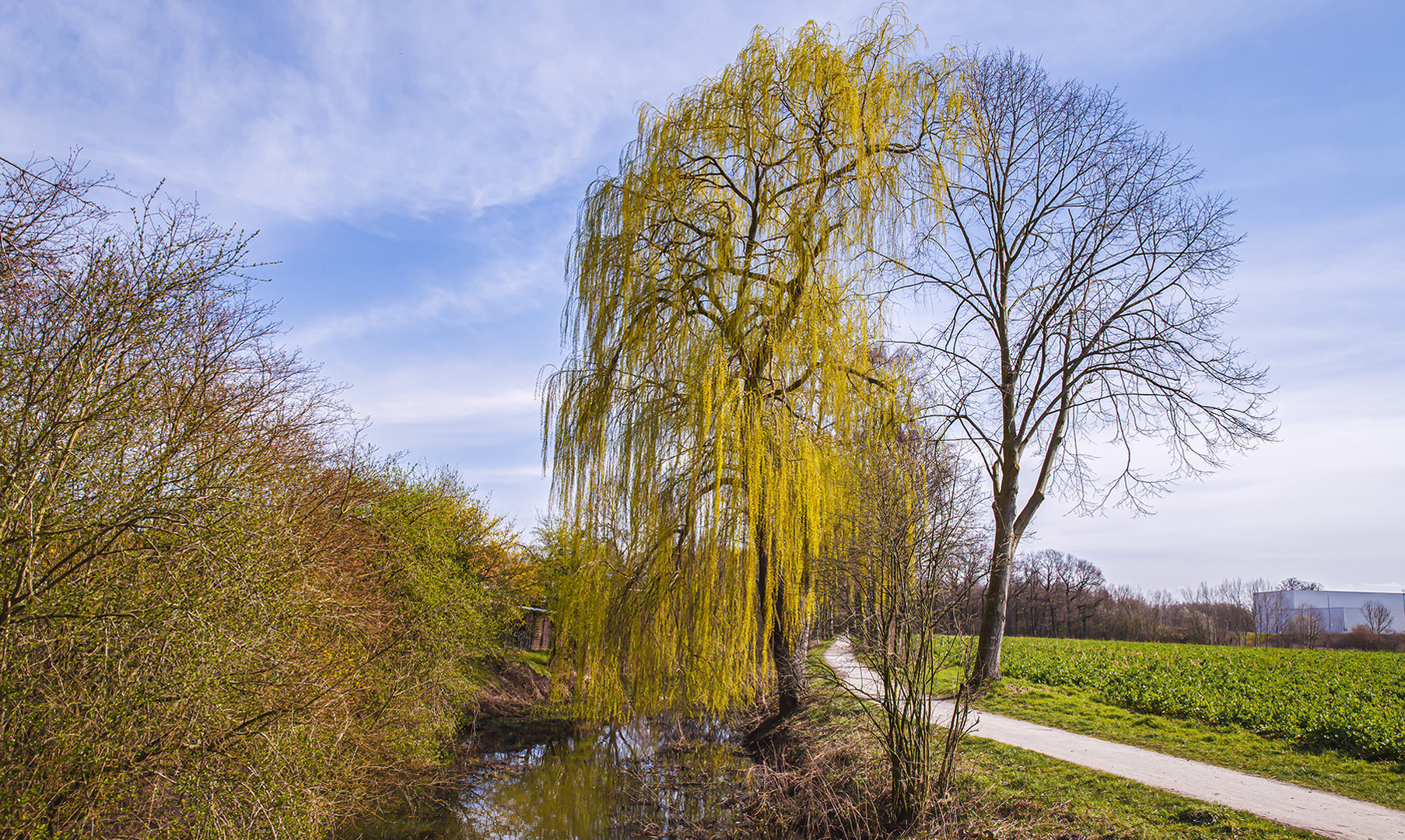 Frühlingserwachen