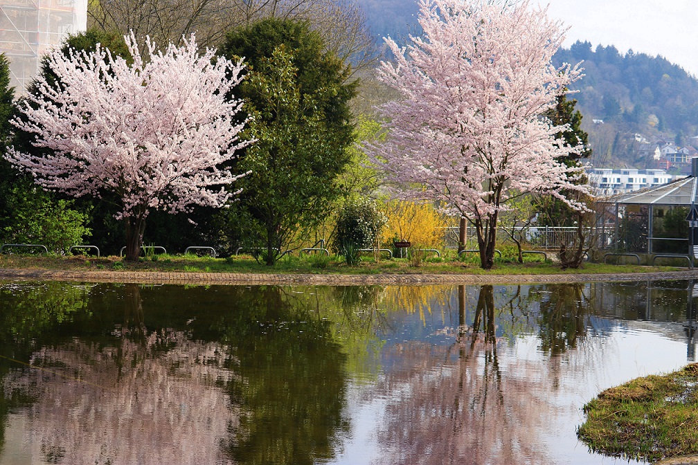 Fruehlingserwachen 