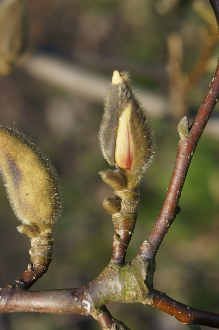 Frühlingserwachen