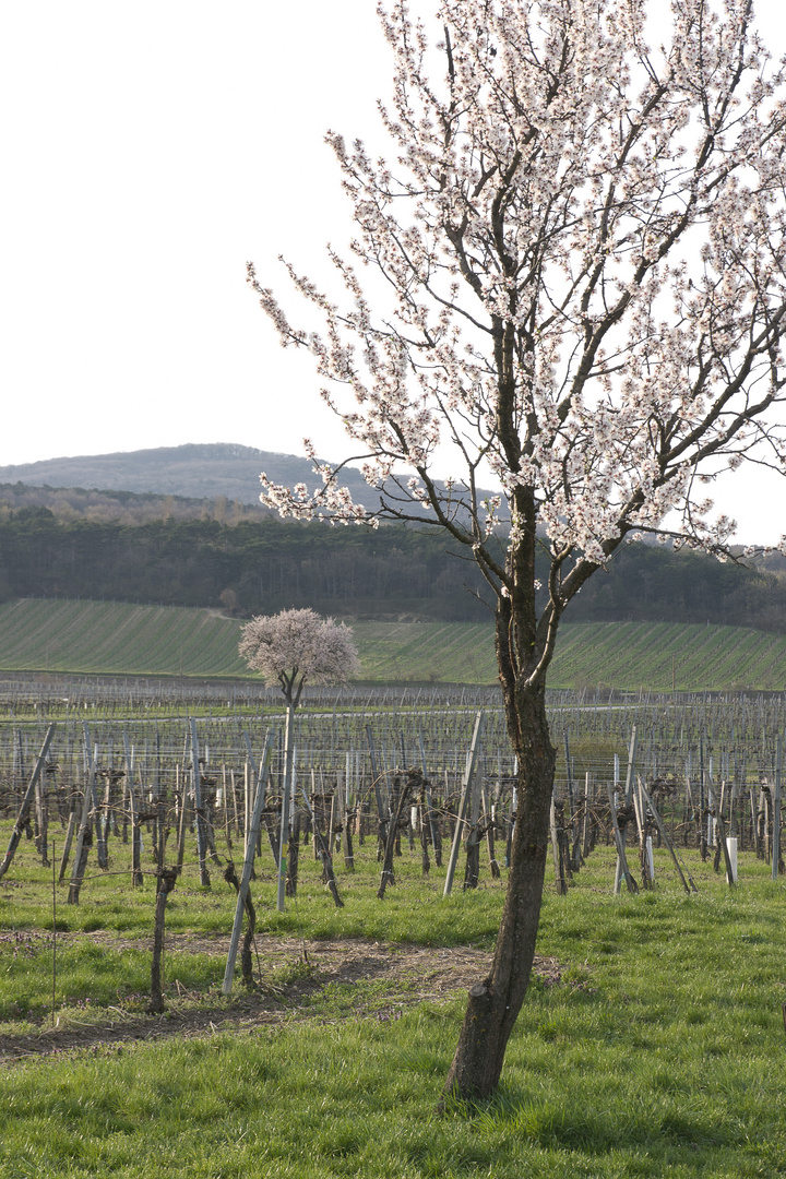 Frühlingserwachen