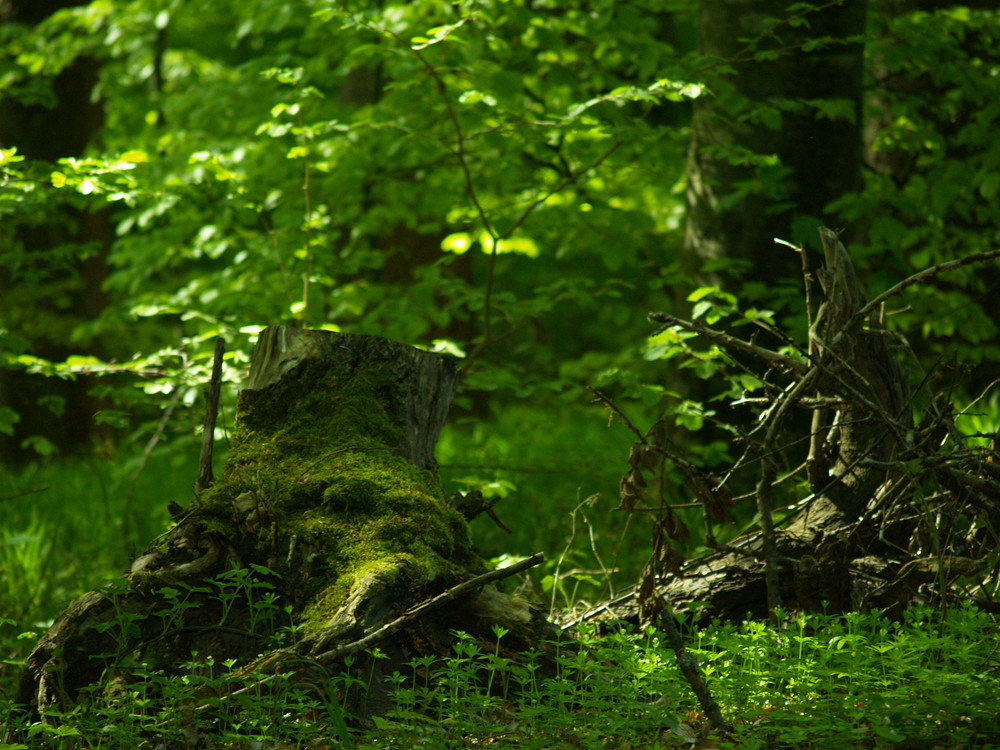 Frühlingserwachen