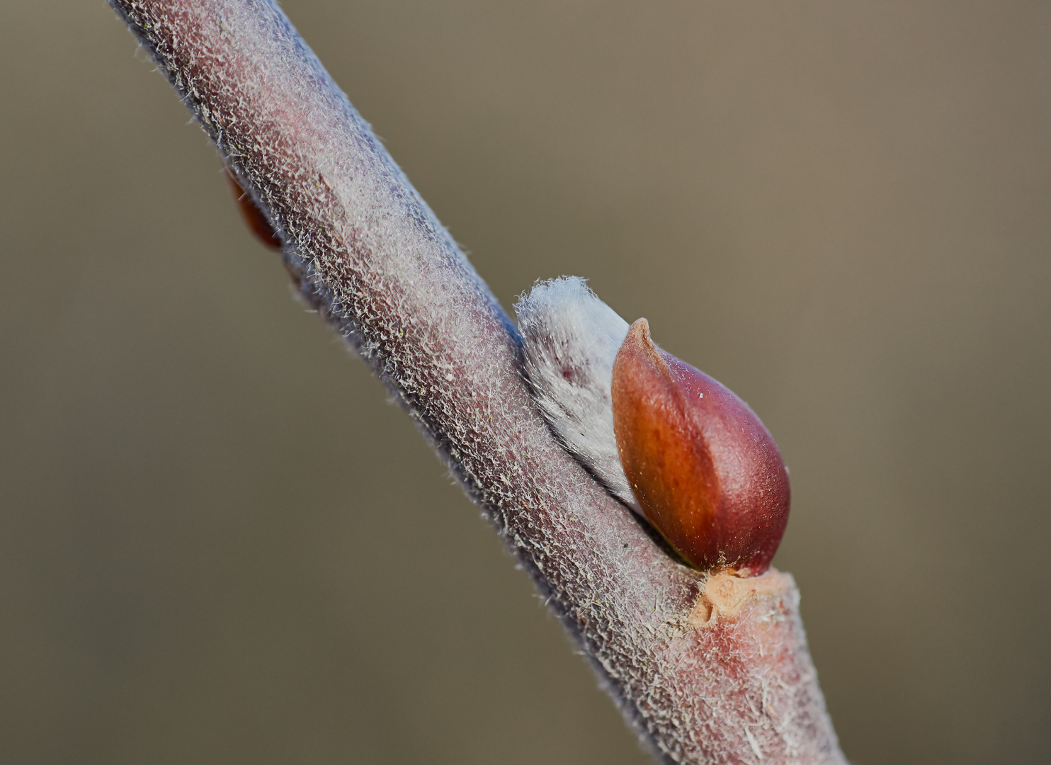 Frühlingserwachen