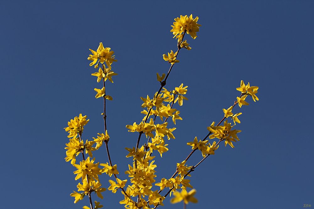 Frühlingserwachen