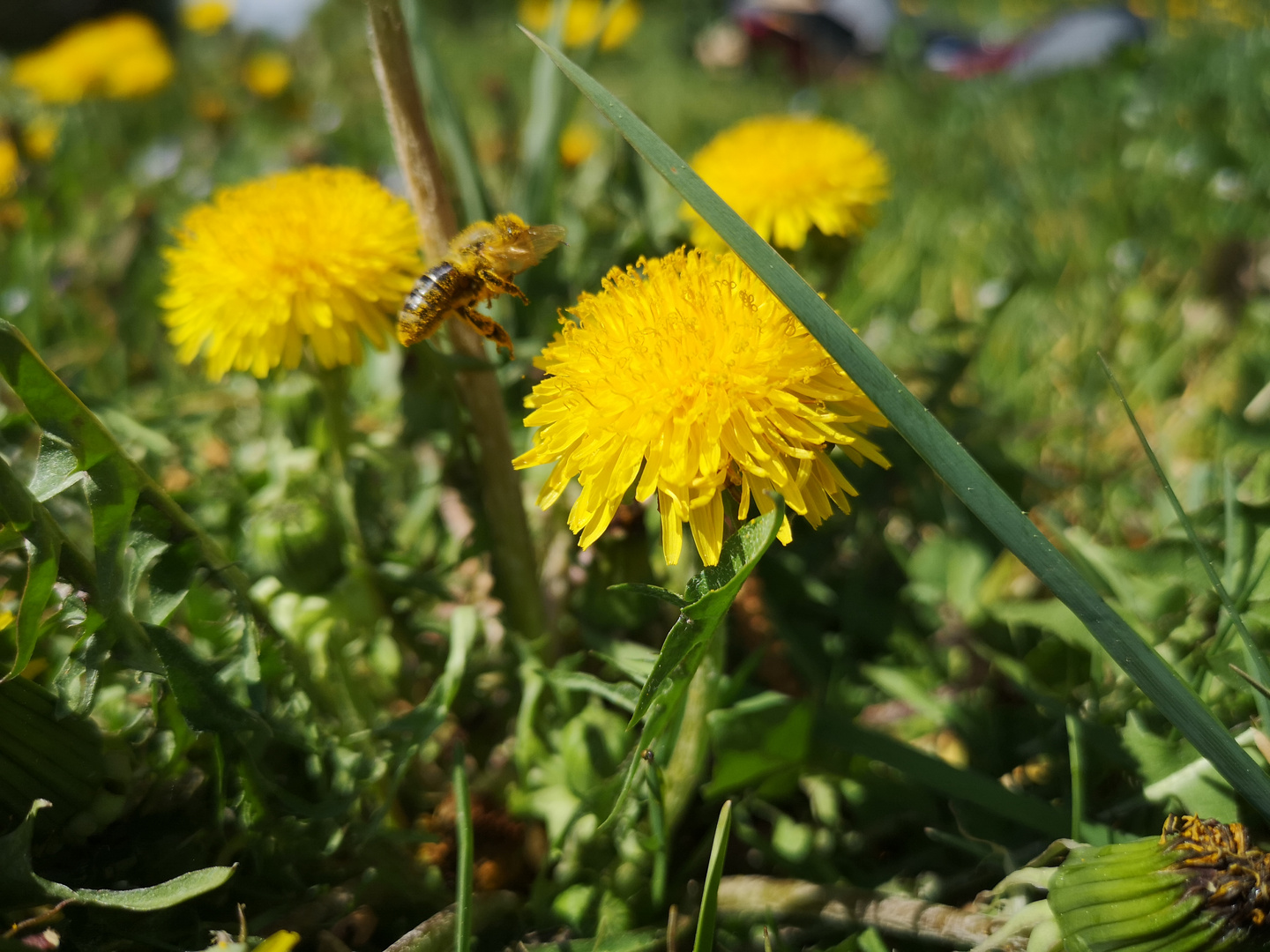 Frühlingserwachen