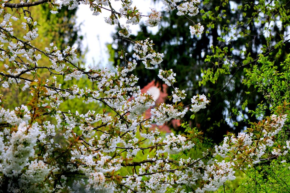 Frühlingserwachen von astridfoto 