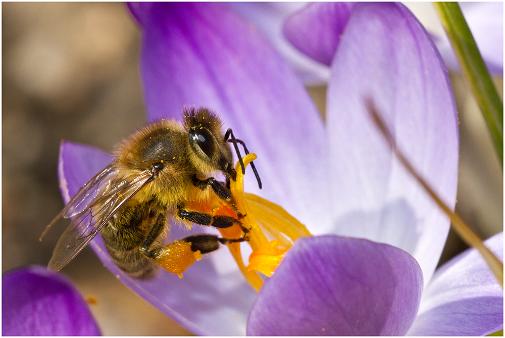 Frühlingserwachen... Foto & Bild jahreszeiten, frühling, insekten