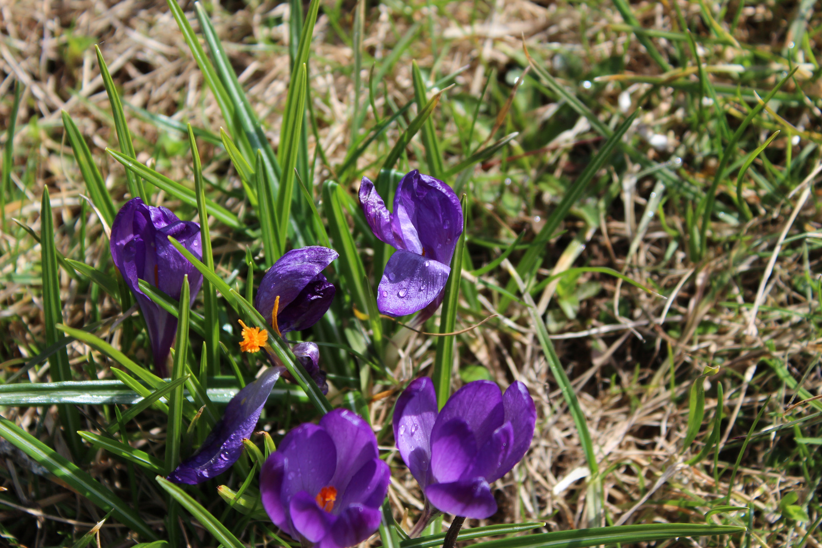 Frühlingserwachen