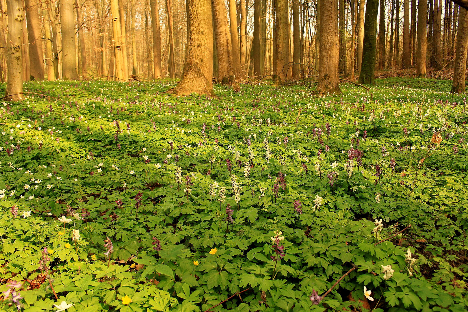 Frühlingserwachen