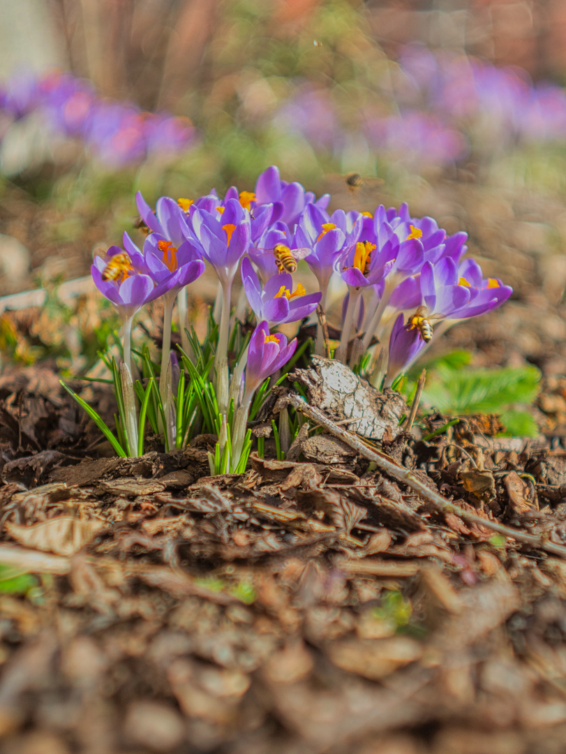 Frühlingserwachen 3