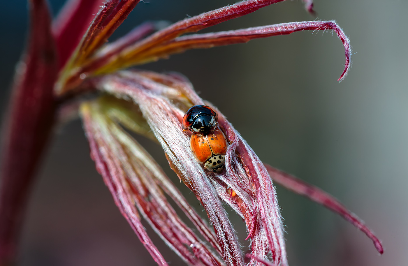 Frühlingserwachen 3