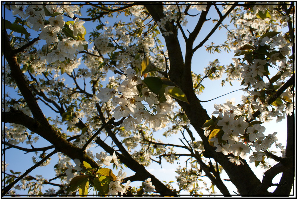 ~Frühlingserwachen 3~