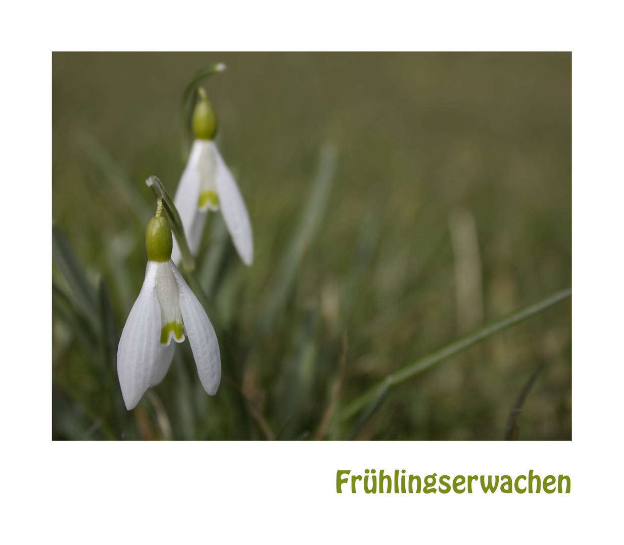 Frühlingserwachen