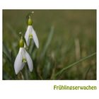 Frühlingserwachen