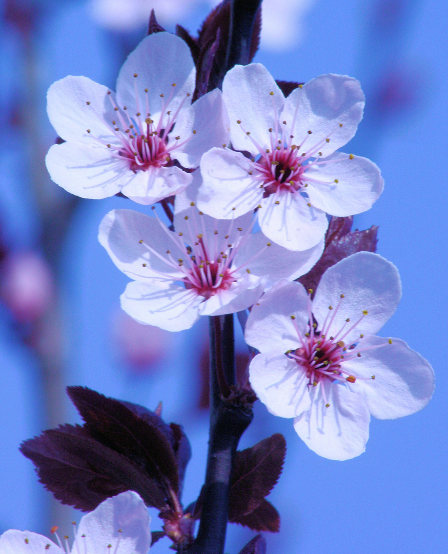 Frühlingserwachen