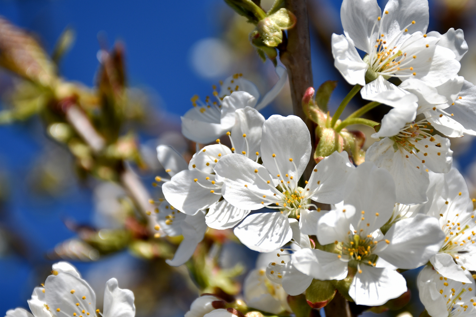 Frühlingserwachen