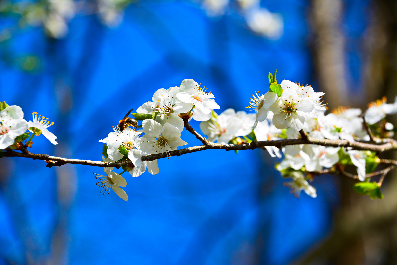 Frühlingserwachen