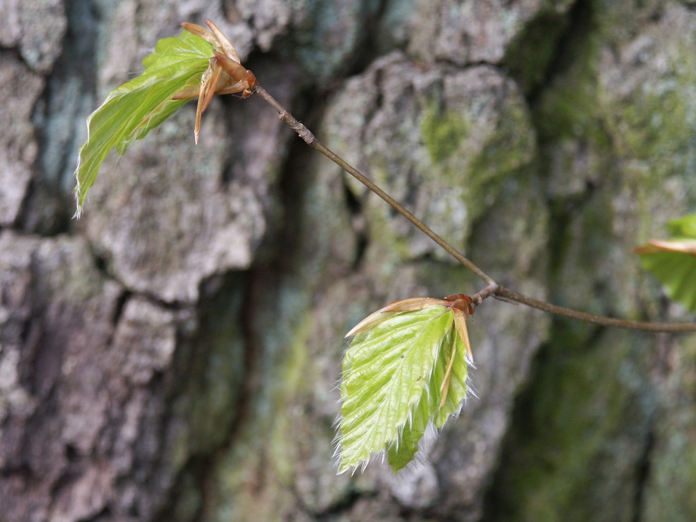 Fruehlingserwachen