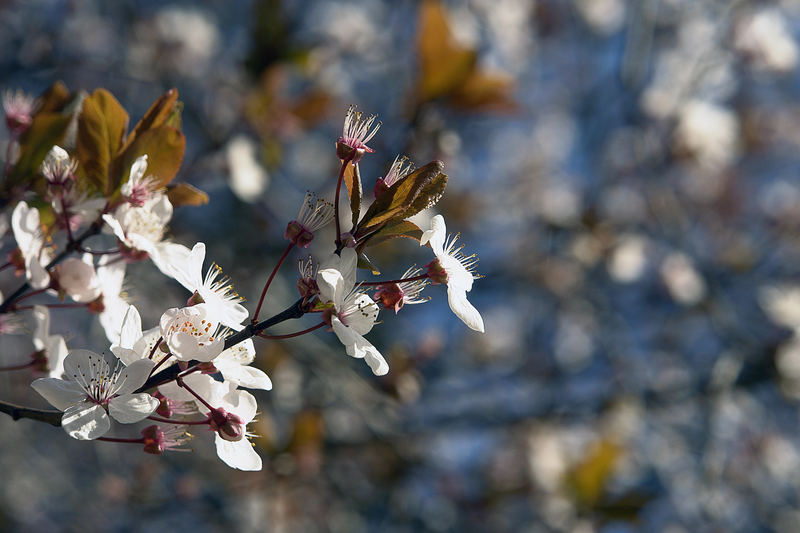 Frühlingserwachen