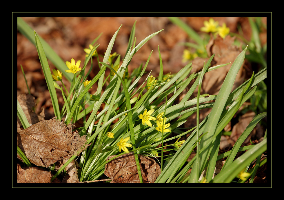 Frühlingserwachen