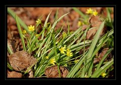 Frühlingserwachen